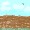 Image 455159